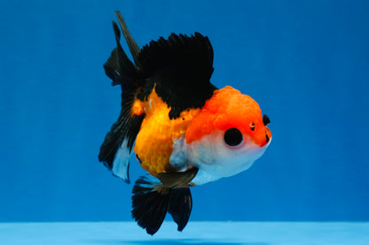 [SINGLE] Tricolor Button Eyes Oranda Female 4-4.5 inches #030626SO_07