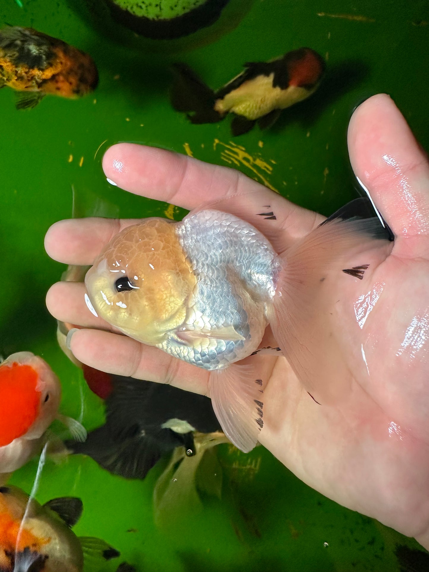 [COUPLE] - Lemonhead & Tricolor Oranda 4 inches #110824CO_17