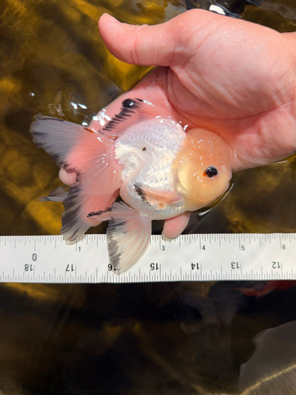 [SINGLE] Tricolor Oranda Male 4.5-5 inches #030626SO_05