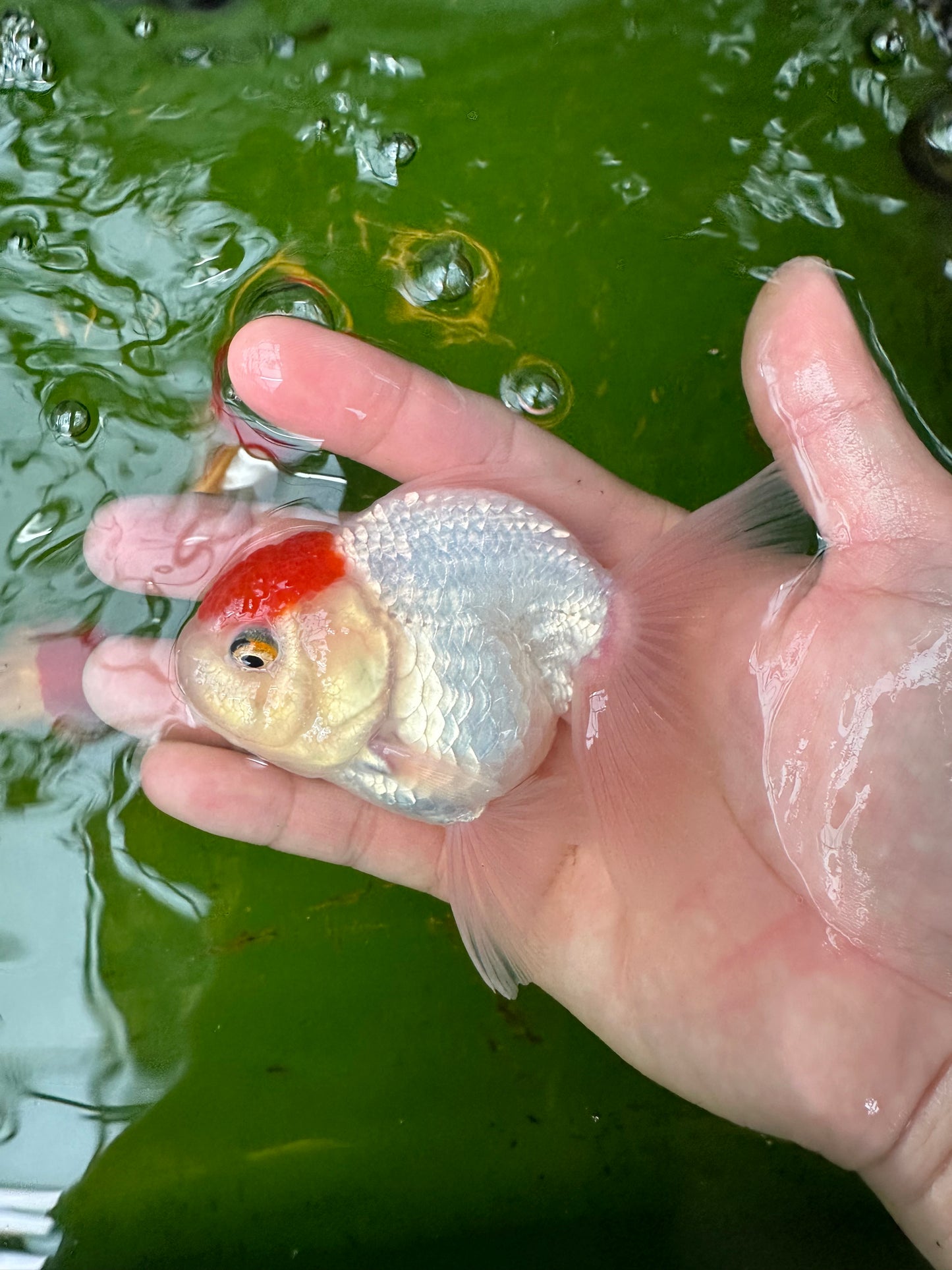 [PAREJA] Tancho Oranda rojo y negro de 4 a 4,5 pulgadas n.° 110824CO_03