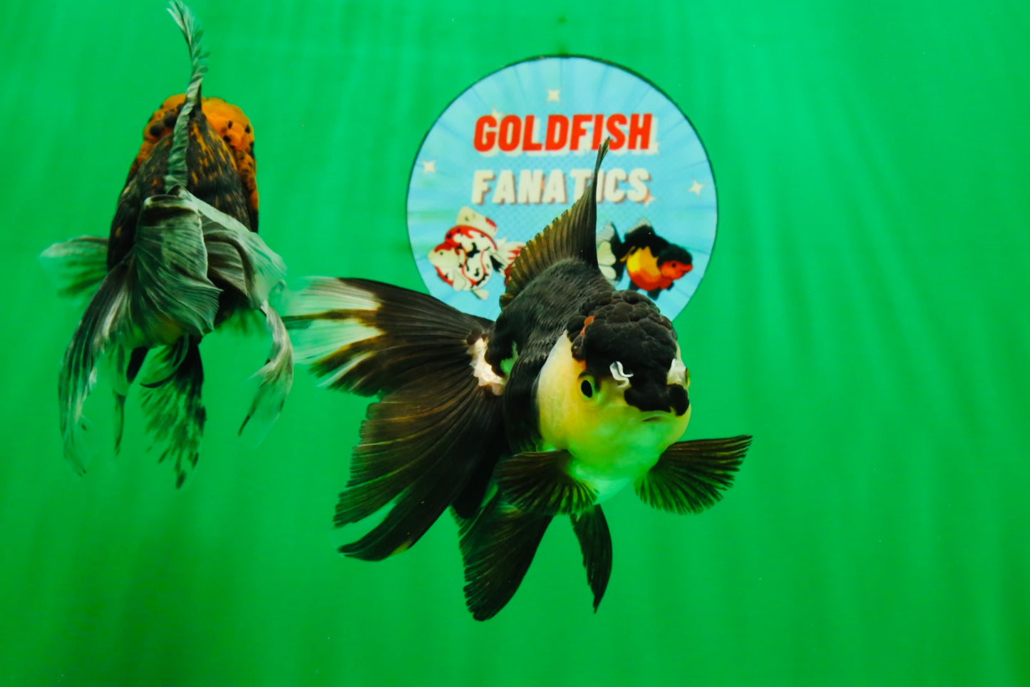 [COUPLE] Tiger Male & Panda Female Oranda 4.5 inches #101025CO_06