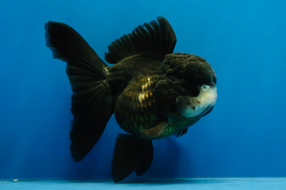 [SINGLE] Black Oranda Female 4-4.5  inches #040326SO_03