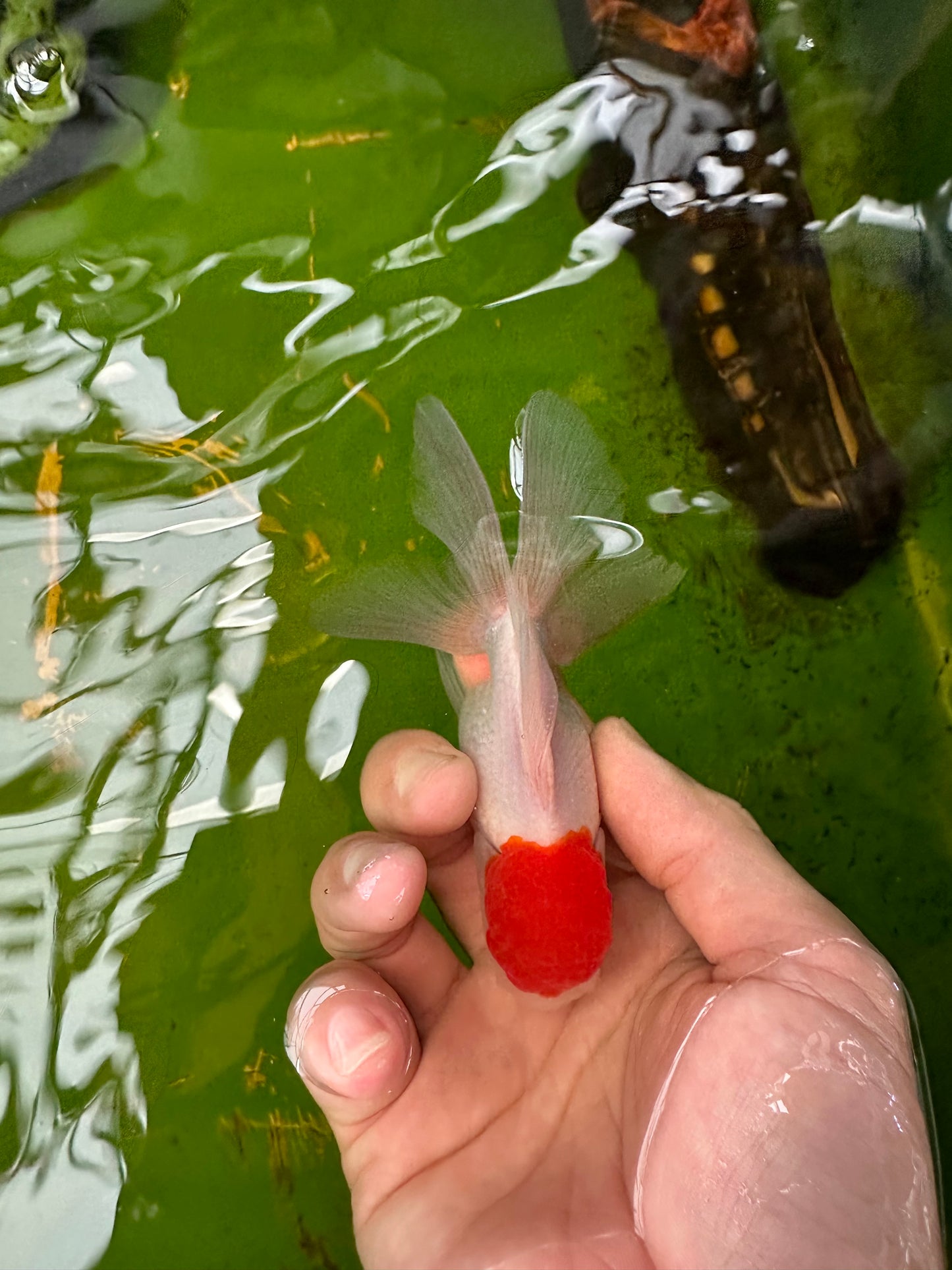 [COUPLE] Red Cap Male & Female Oranda 3.5-4 inches #110824CO_04