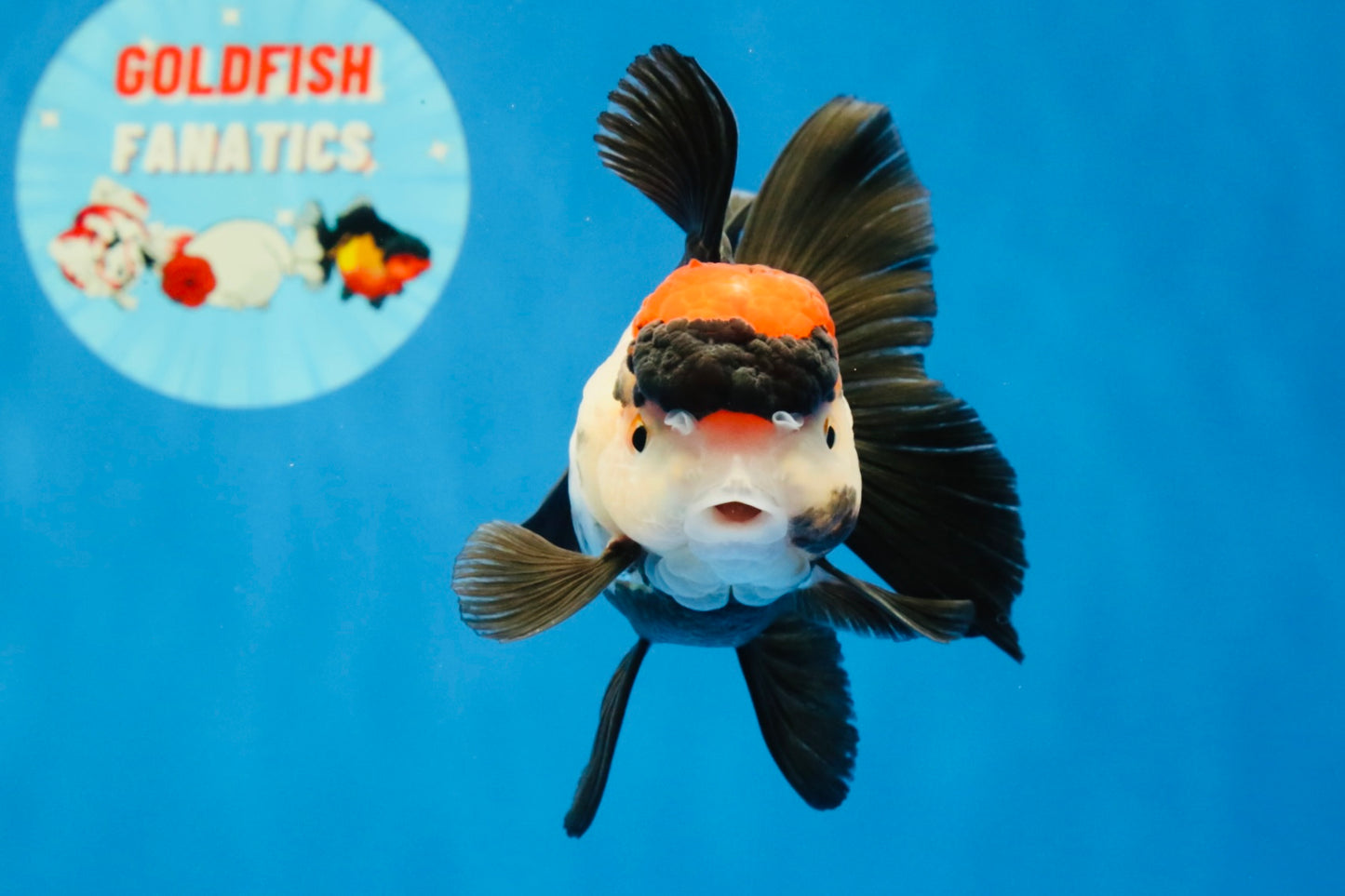 [SINGLE] Tricolor Oranda Female 4-4.5 inches #031326SO_01