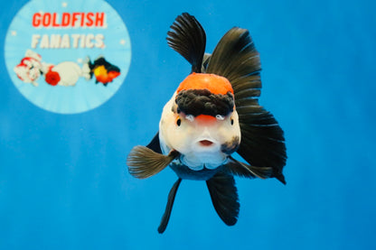 [SINGLE] Tricolor Oranda Female 4-4.5 inches #031326SO_01