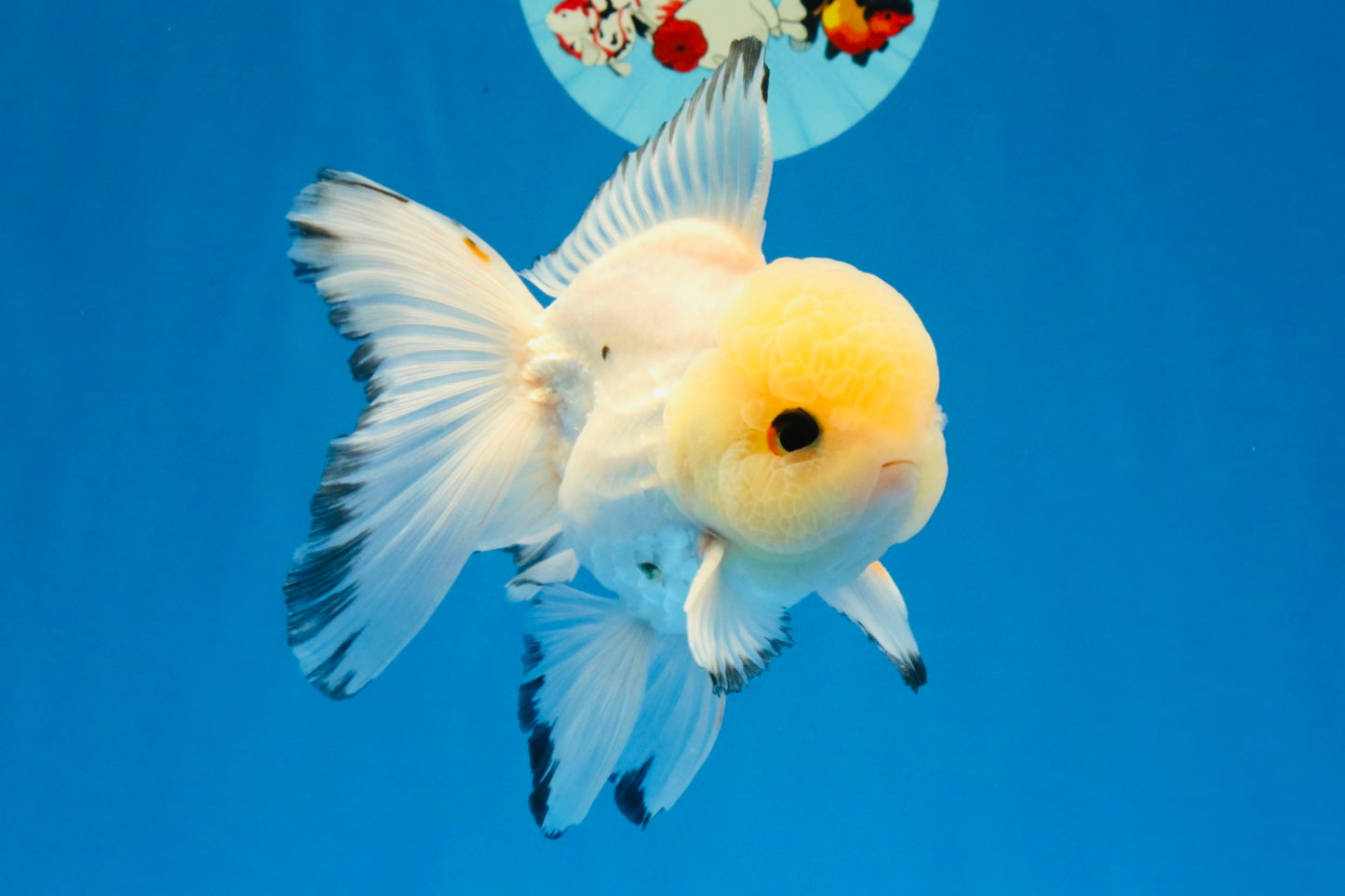 [SINGLE] Tricolor Oranda Male 4.5-5 inches #030626SO_05