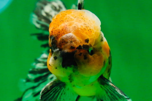 [SINGLE] Tiger Oranda Male 4.5 inches #082225SO_04