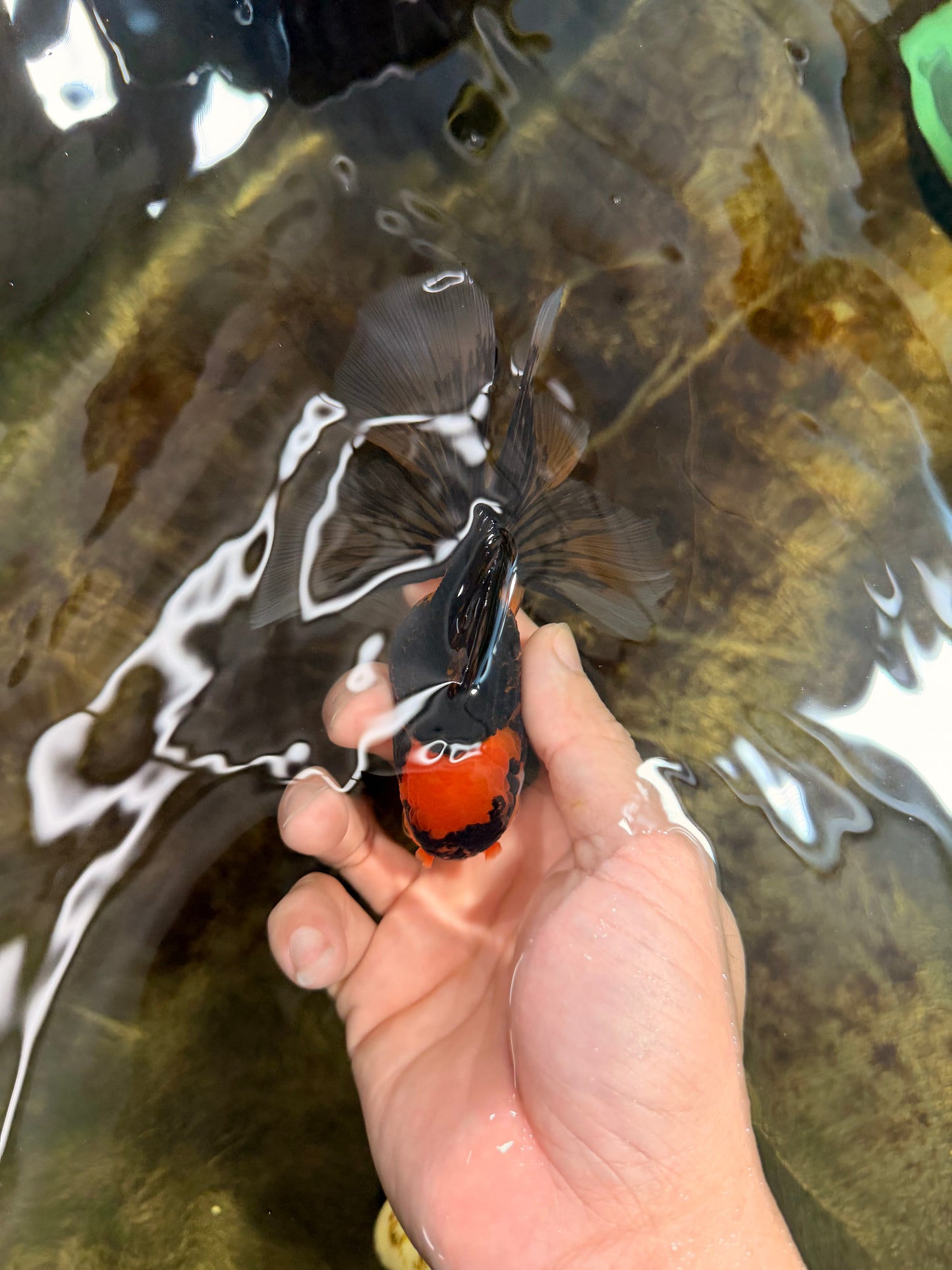 [SINGLE] Tricolor Oranda Female 4.5-5 inches #111425SO_09