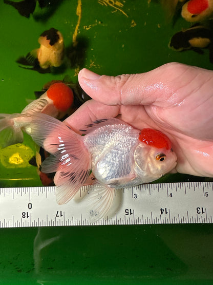 [COUPLE] - Red Cap Oranda 4 inches #110824CO_20