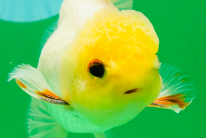 [SINGLE] White Male 5 inches #101725SO_04