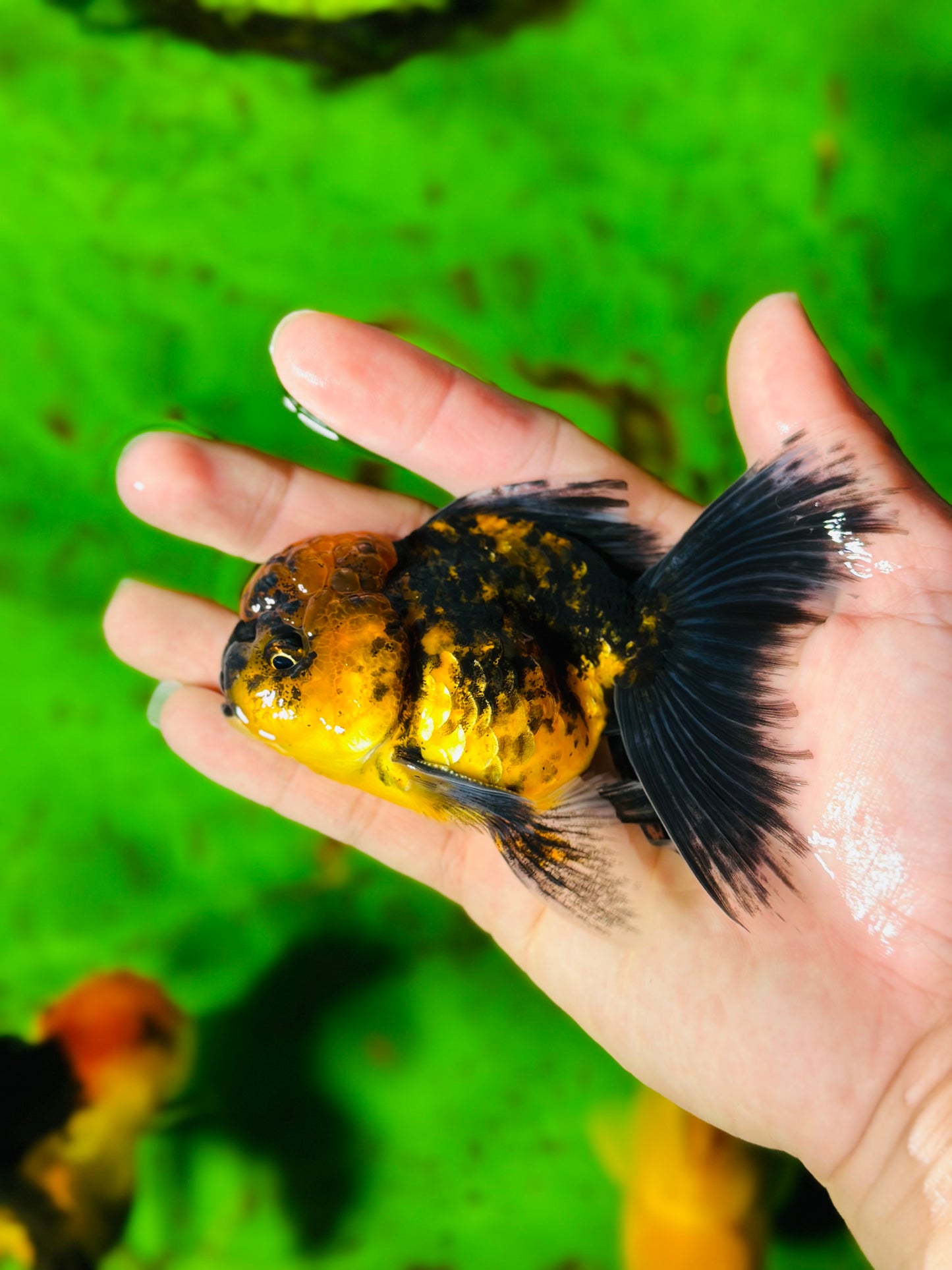 [SINGLE] Tiger Oranda Male size 4.2 inches #112224SO_04