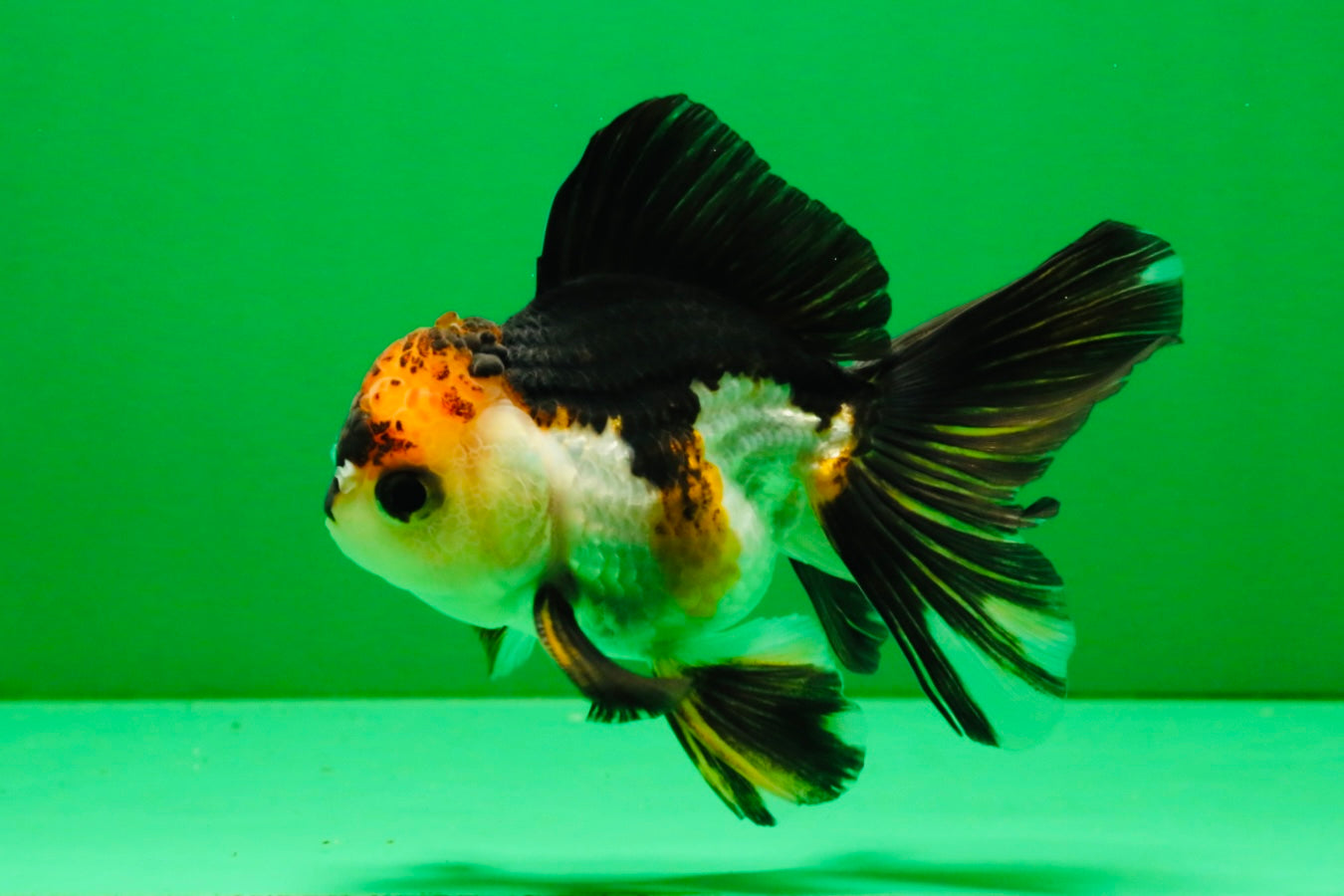 [SINGLE] Tricolor Oranda Male 4 inches #112125SO_04