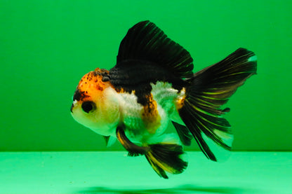 [SINGLE] Tricolor Oranda Male 4 inches #112125SO_04