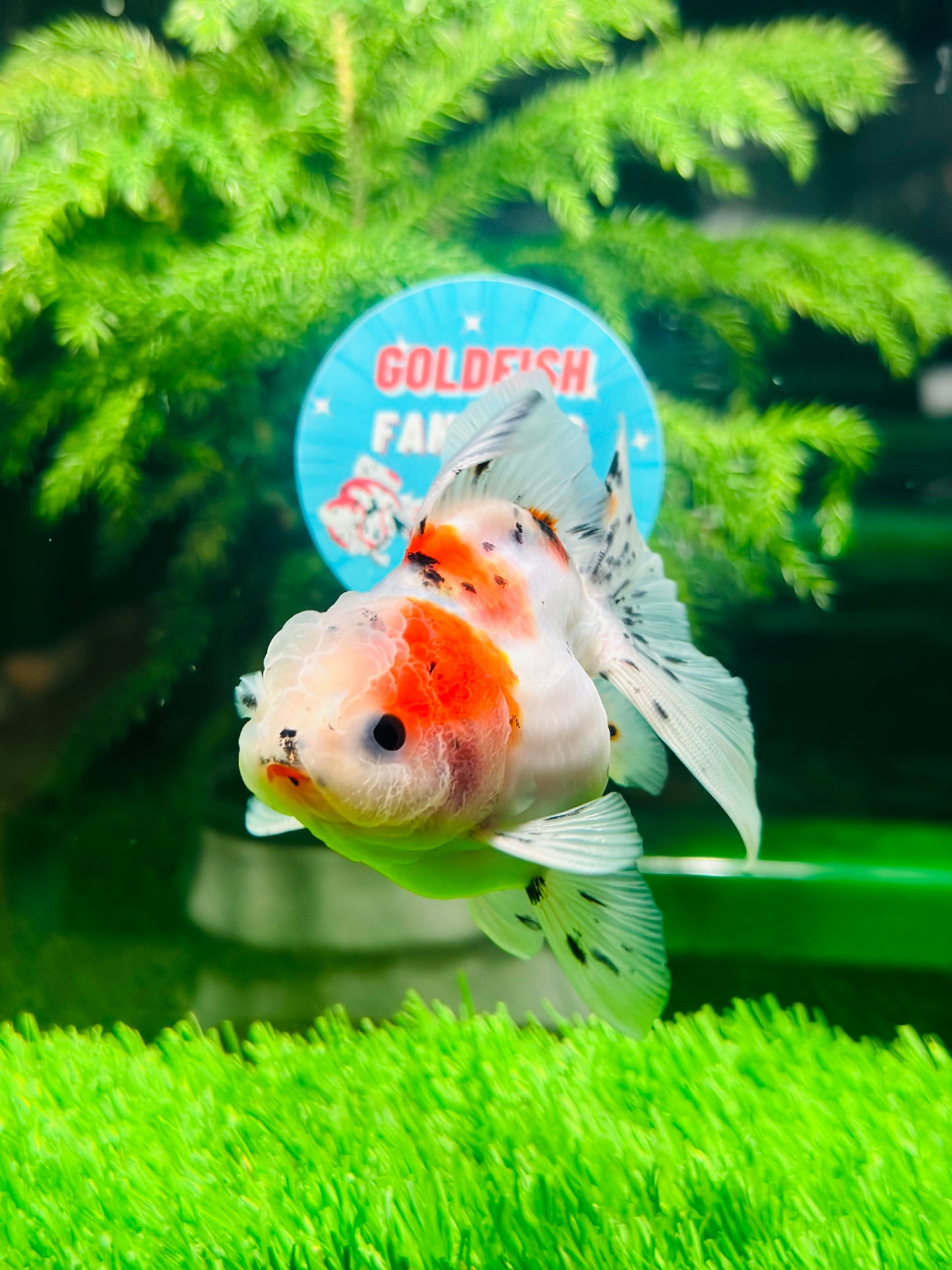 [SINGLE] Calico Oranda Male size 4 inches #112224SO_02