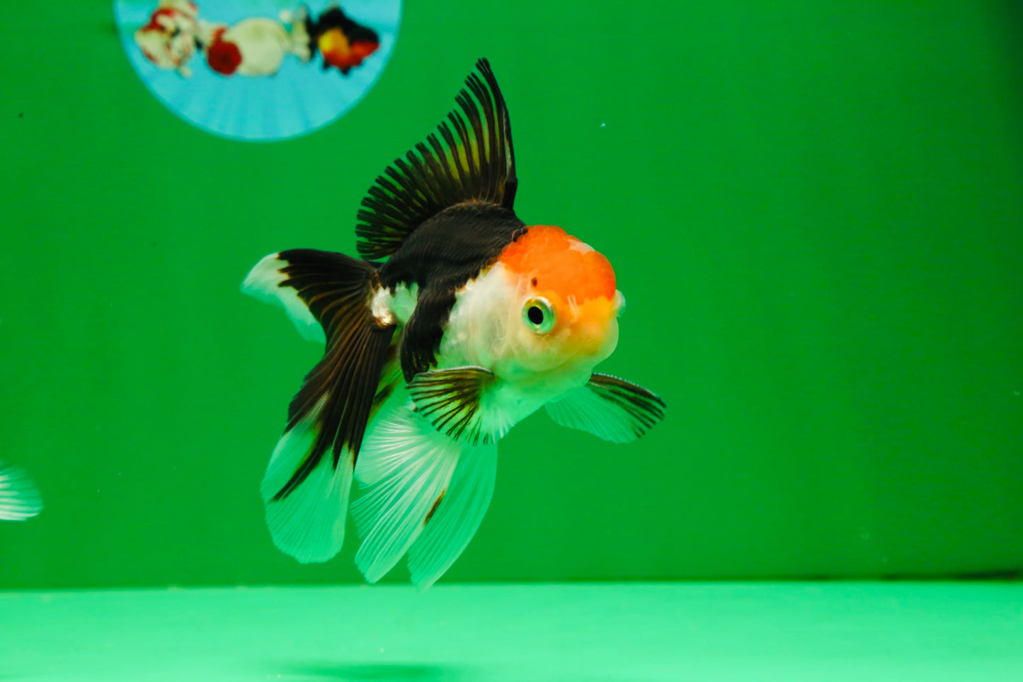 [COUPLE] Tricolor Male & Calico Female Oranda 4-4.5 inches #101025CO_07