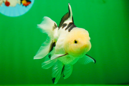 [SINGLE] Panda Oranda Female 4.5-5  inches #080825SO_02