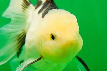 [SINGLE] Panda Oranda Female 4.5-5  inches #080825SO_02