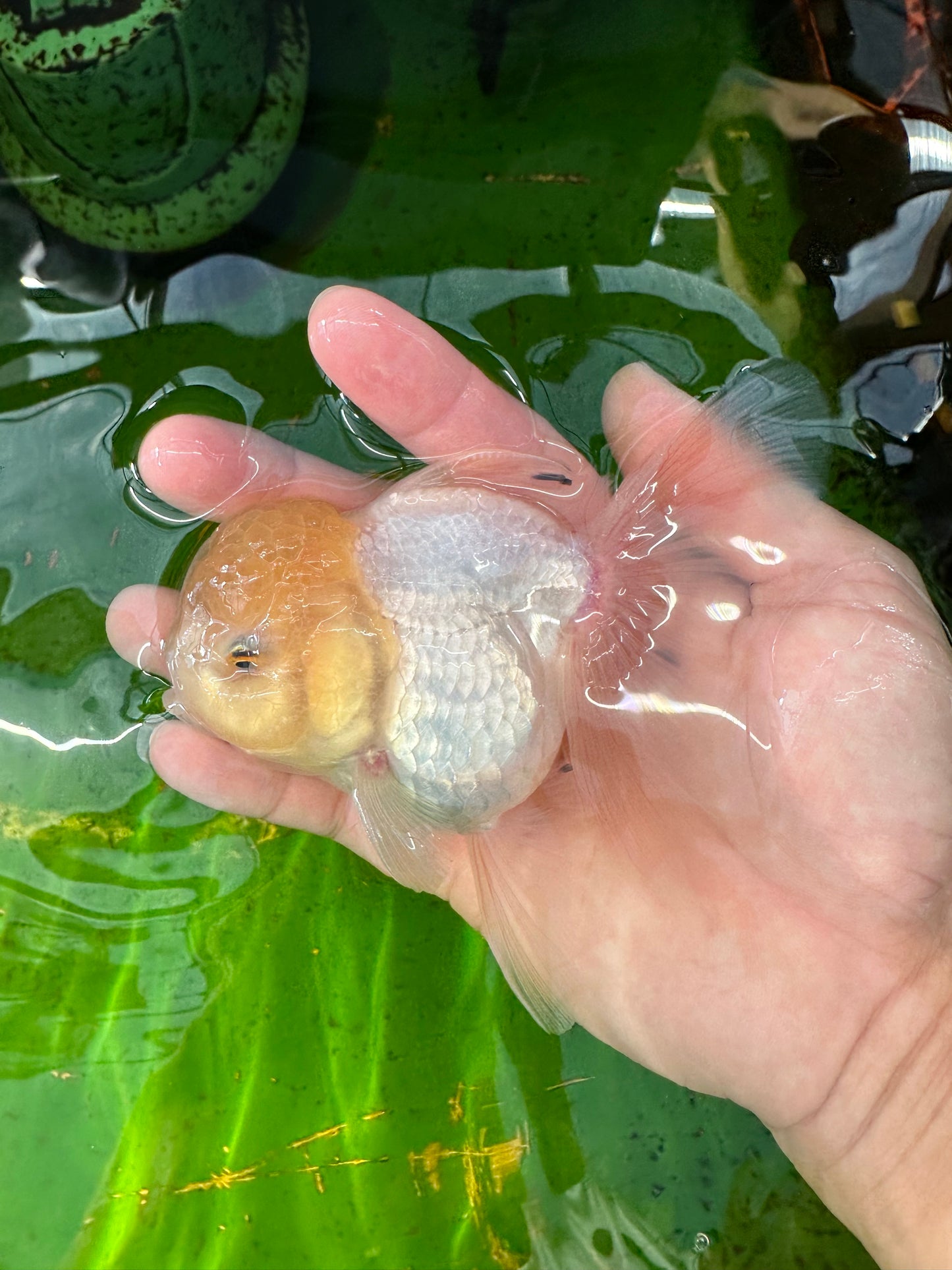 [COUPLE] Panda & Lemonhead Oranda size 4.5 inches #111524CO_05