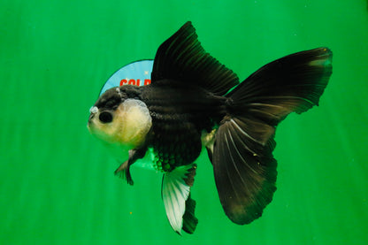 [SINGLE] Panda Oranda Male 5.5-6  inches #121925SO_02