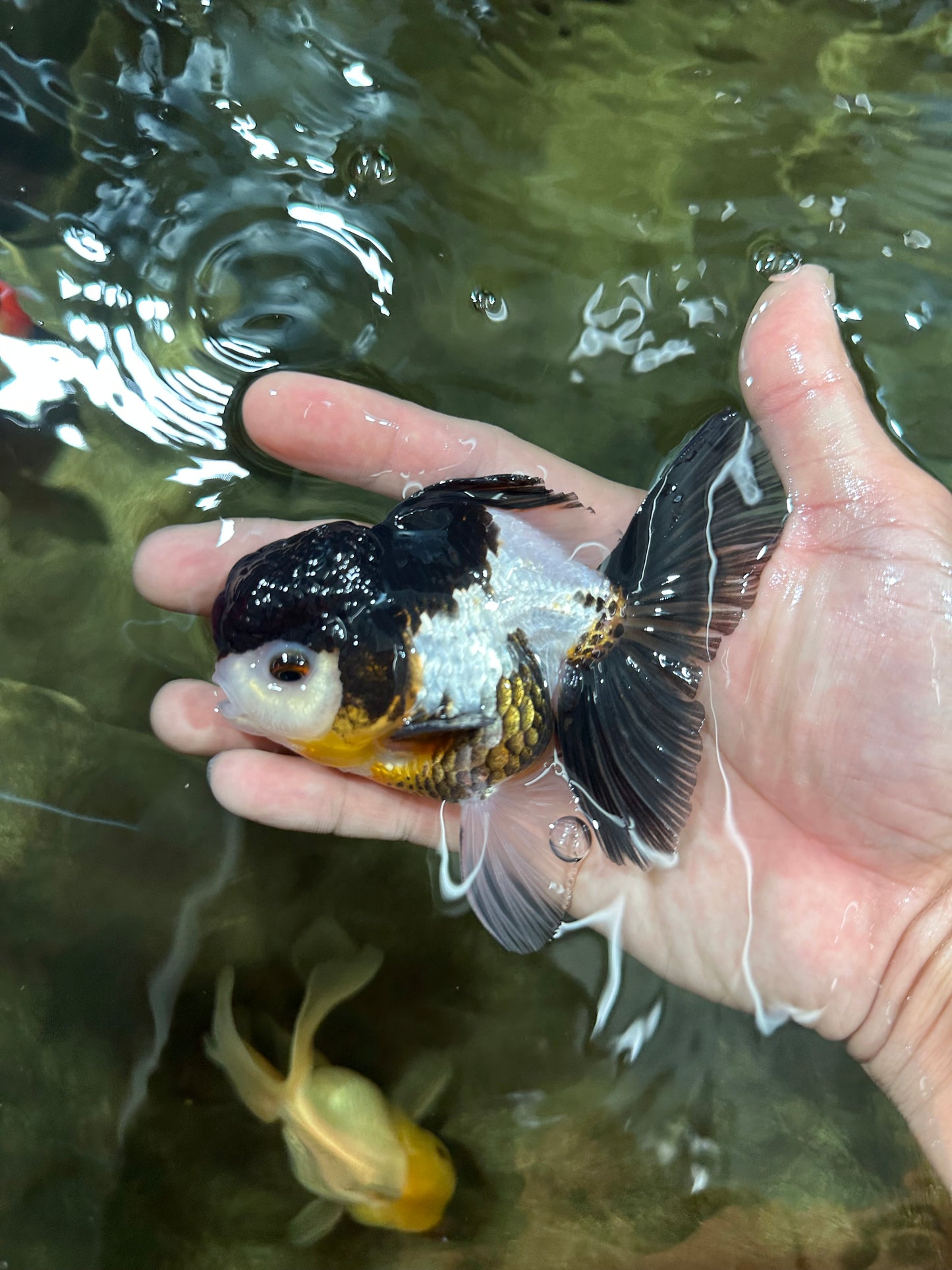 [COUPLE] Panda & Tricolor Male Oranda 4-4.5 inches #052325CO_04