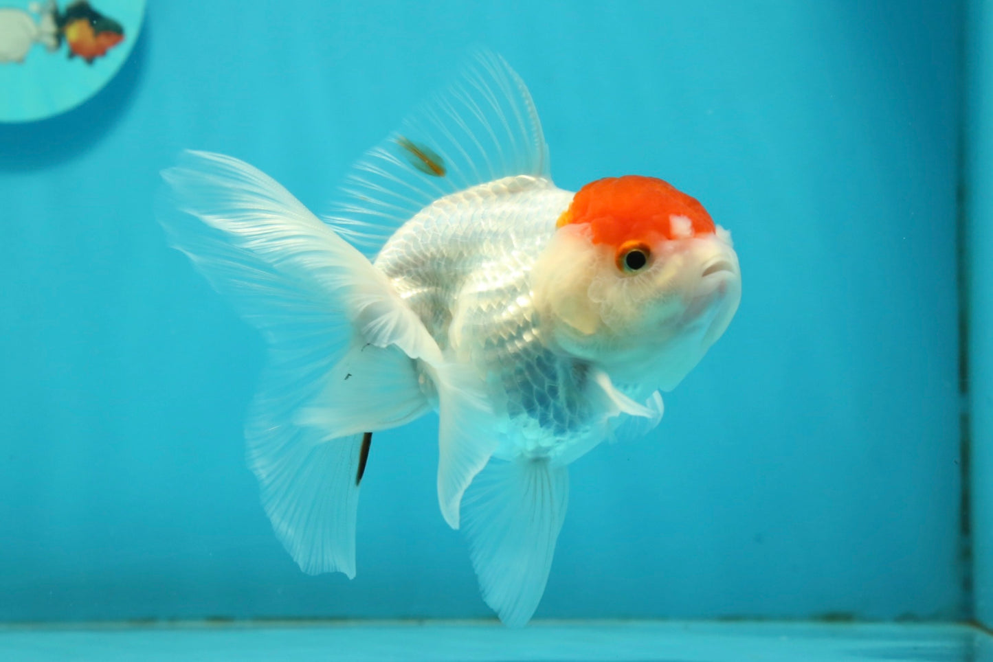 [SINGLE] Tancho Oranda Male 4.5 inches #112924SO_12