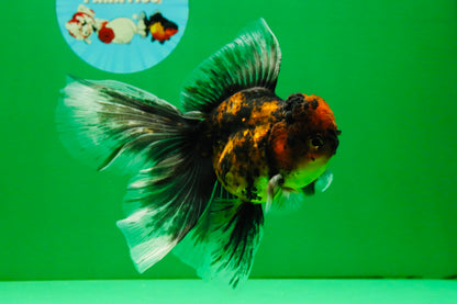 [SINGLE] Tiger Oranda Male 5 inches #112125SO_01