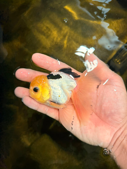 [SINGLE] Panda Oranda Male 4.5 inches #030626SO_03