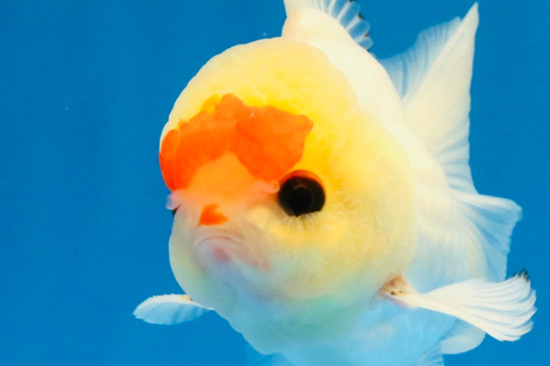 [SINGLE] Red White Oranda Male 4-4.5 inches #041026SO_10