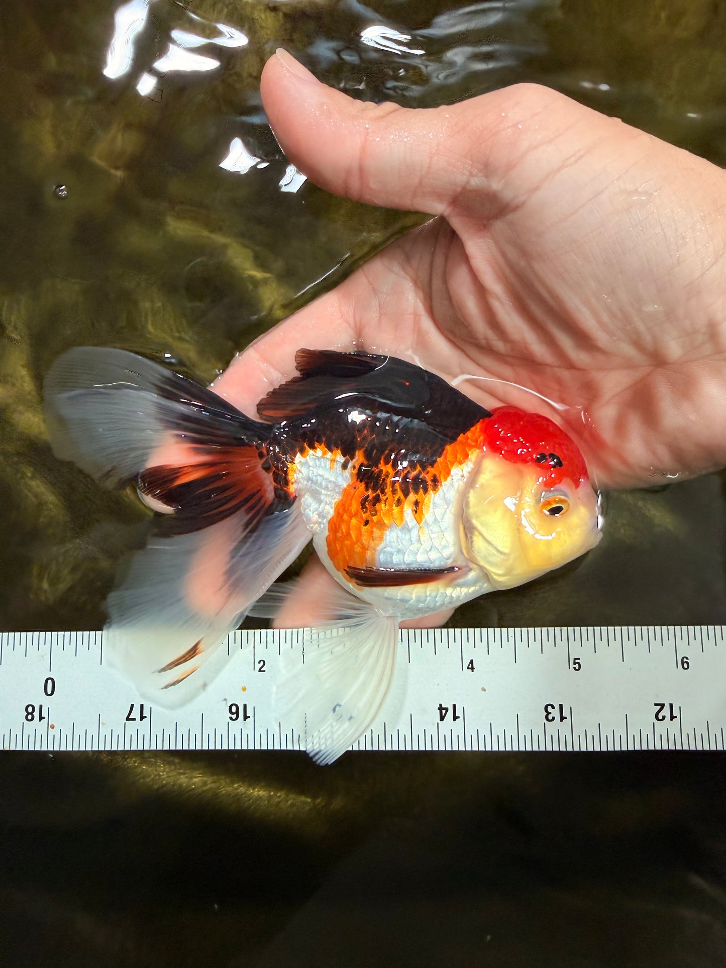 [SINGLE] Tricolor Male 5 inches #103125SO_05