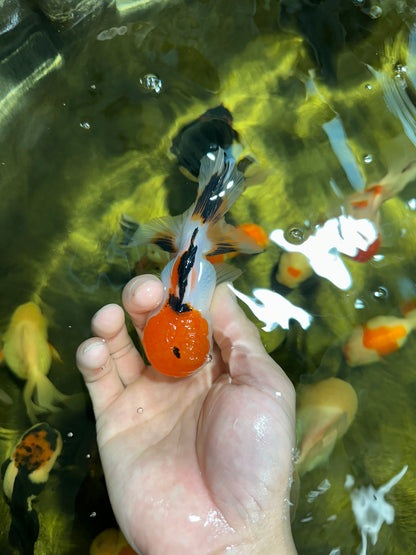 [COUPLE] Tricolor Female & Panda Male Oranda 4 inches #051625CO_07