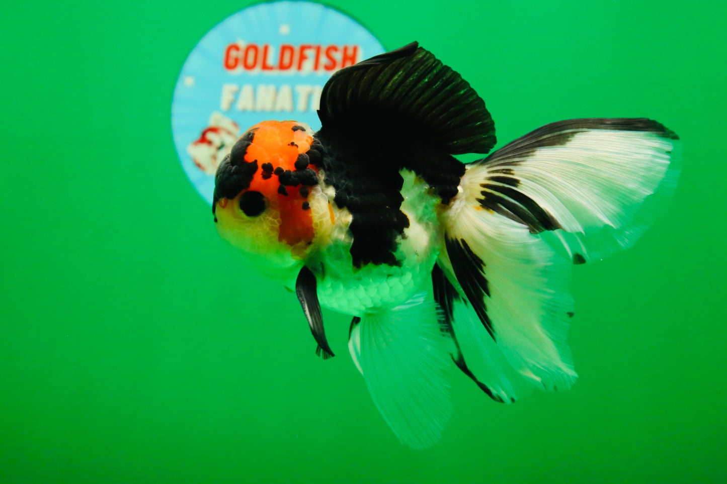 [SINGLE] Tricolor Oranda Male 4.5-5 inches #082225SO_09