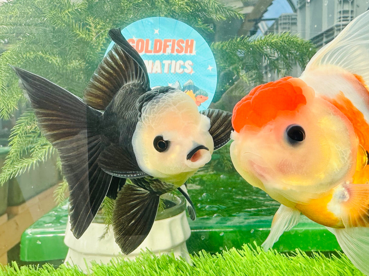 [COUPLE] Panda Button Eyes & Sakura Oranda size 4-4.5 inches #111524CO_06