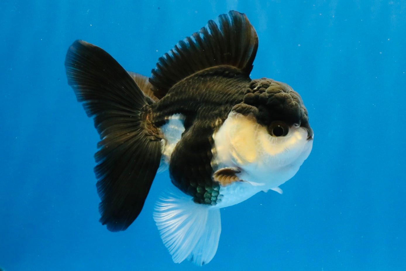 [SINGLE] Panda Oranda Male 4-4.5 inches #031326SO_04