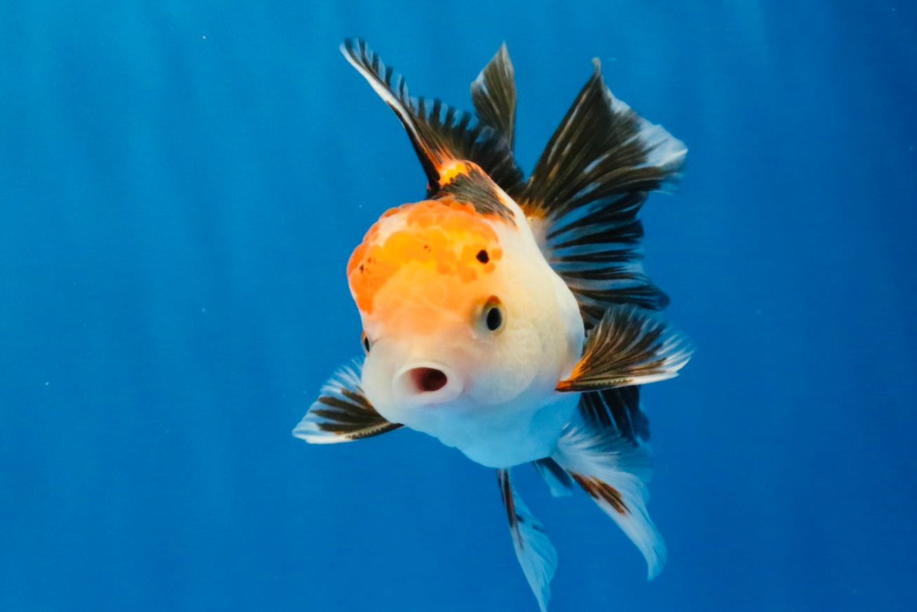 [SINGLE] Tricolor Oranda Male 4-4.5 inches #032026SO_06