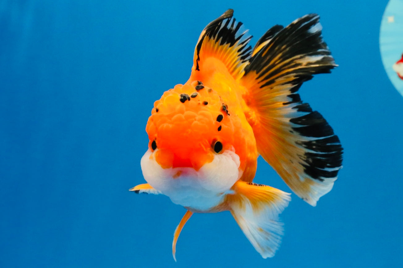 [SINGLE] Orange Oranda Male 4.5 inches #040326SO_05