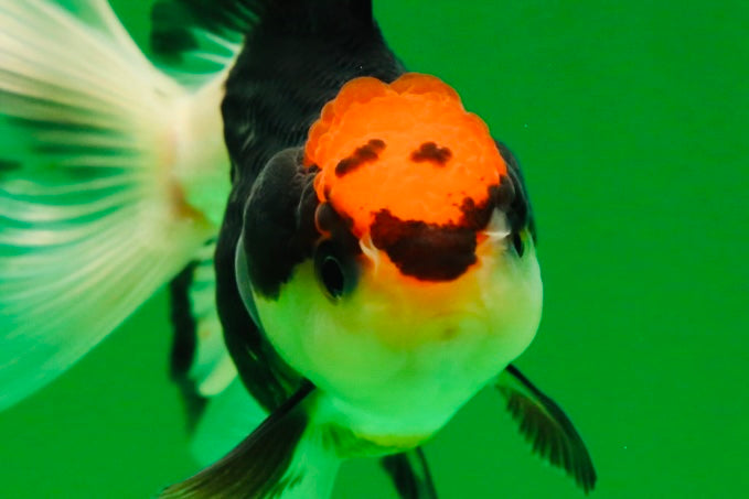 [SINGLE] Tricolor Female Oranda 4 inches #080125SO_03