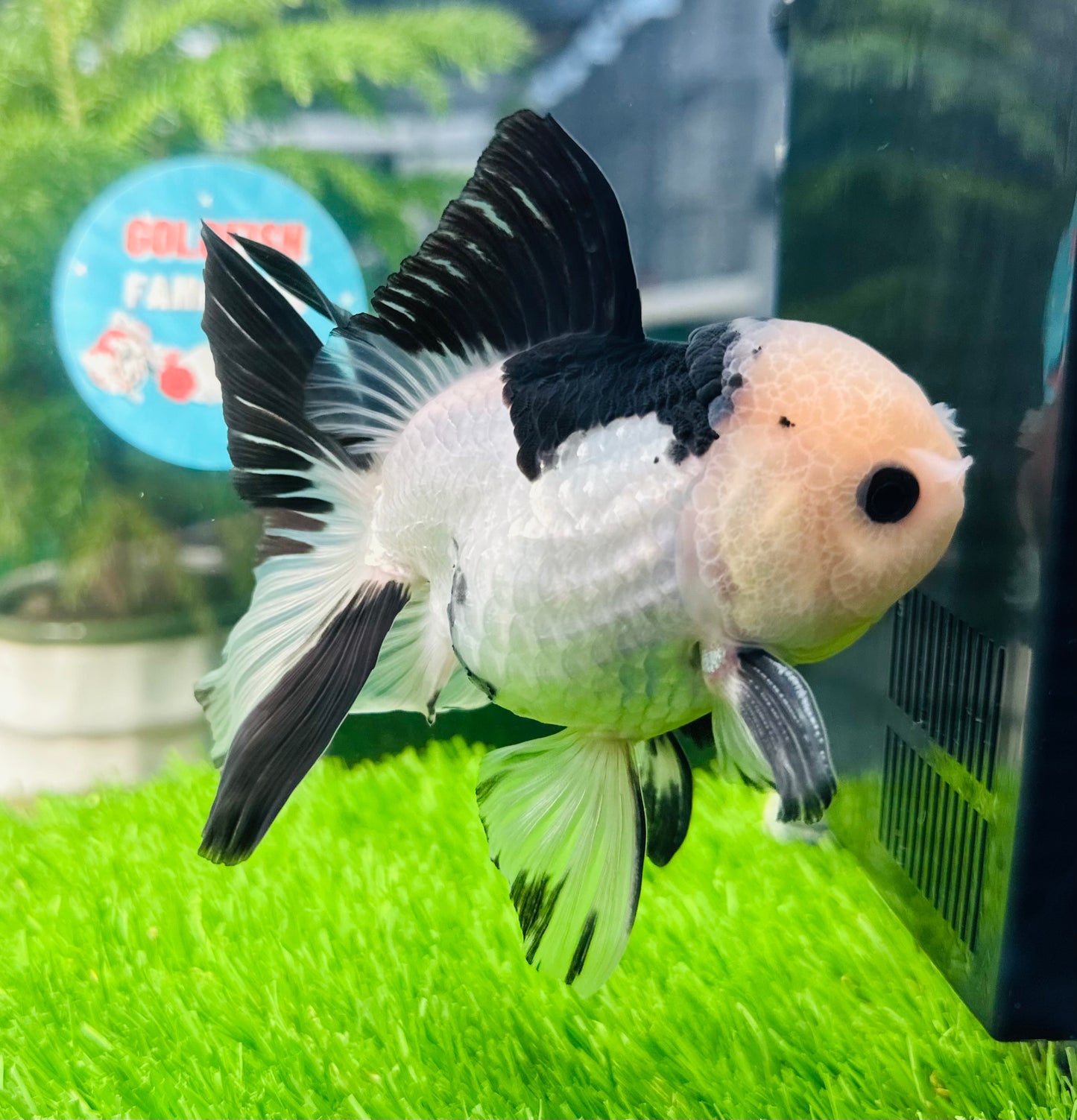 [SINGLE] Panda Button Eyes Oranda Male size 4.5 inches #112224SO_07