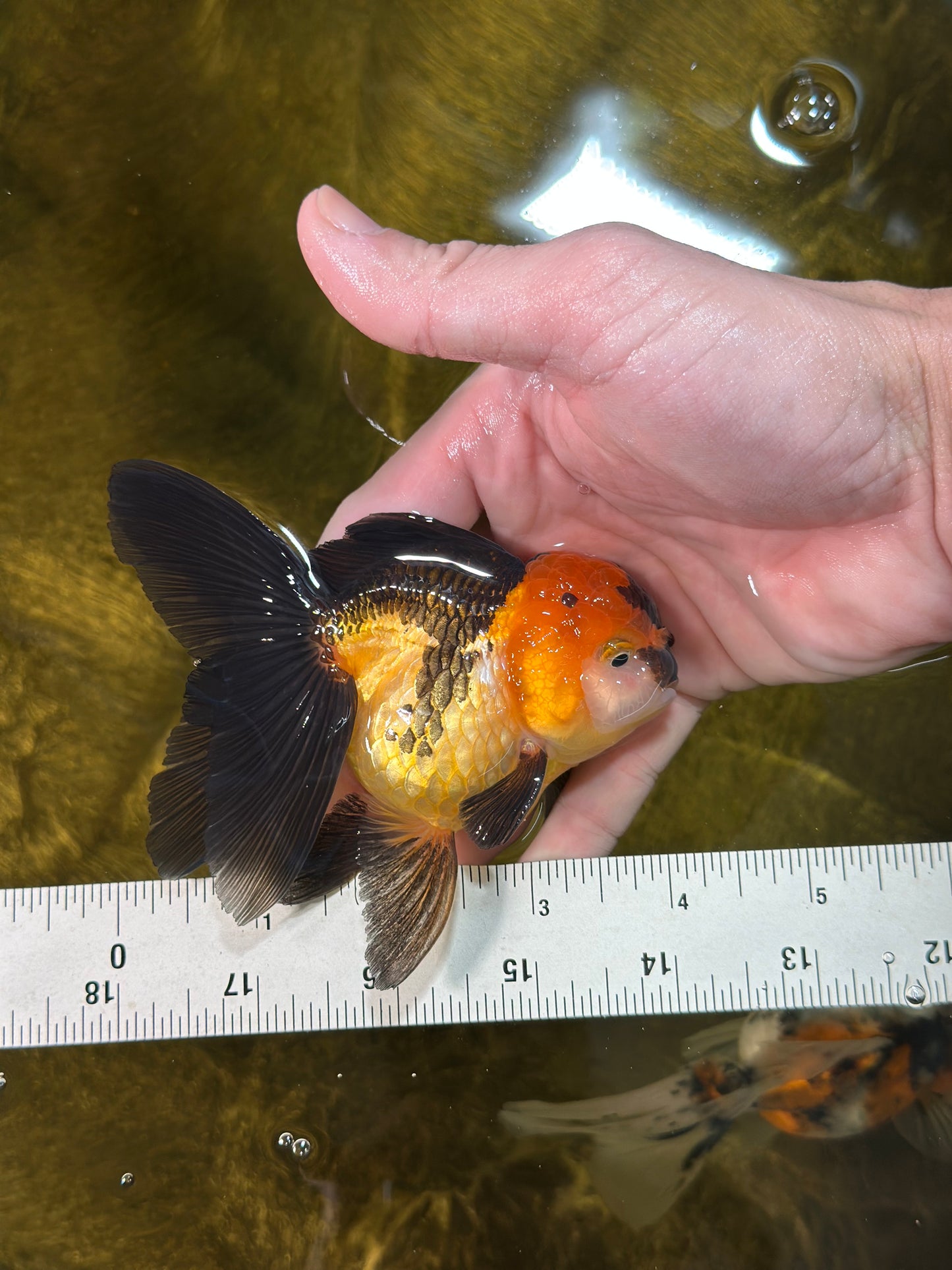 [SINGLE] Tricolor Oranda Female 4 inches #020725SO_11