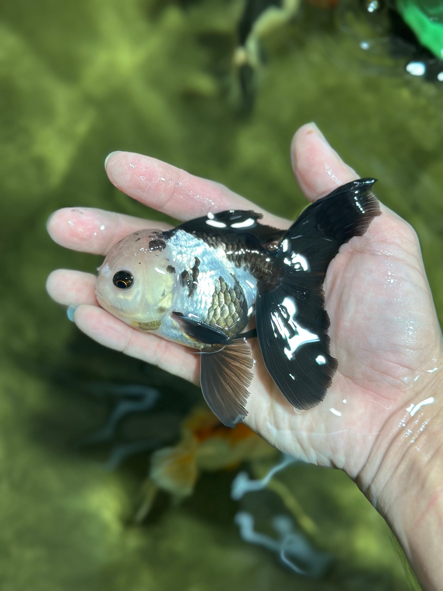 [SINGLE] Panda Button Eyes Oranda Male 4-4.5 inches #122024SR_03