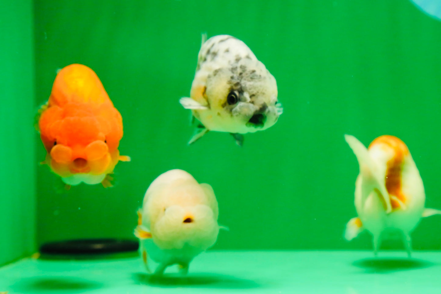 [QUAD] Mix Color Gender : Unknown Lionchu 3-3.5 inches #041125_11