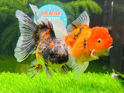 [COUPLE] Sakura & Kirin Oranda size 4-4.5 inches #111524CO_13