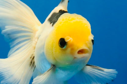 [SINGLE] Panda Oranda Male 4.5 inches #030626SO_03