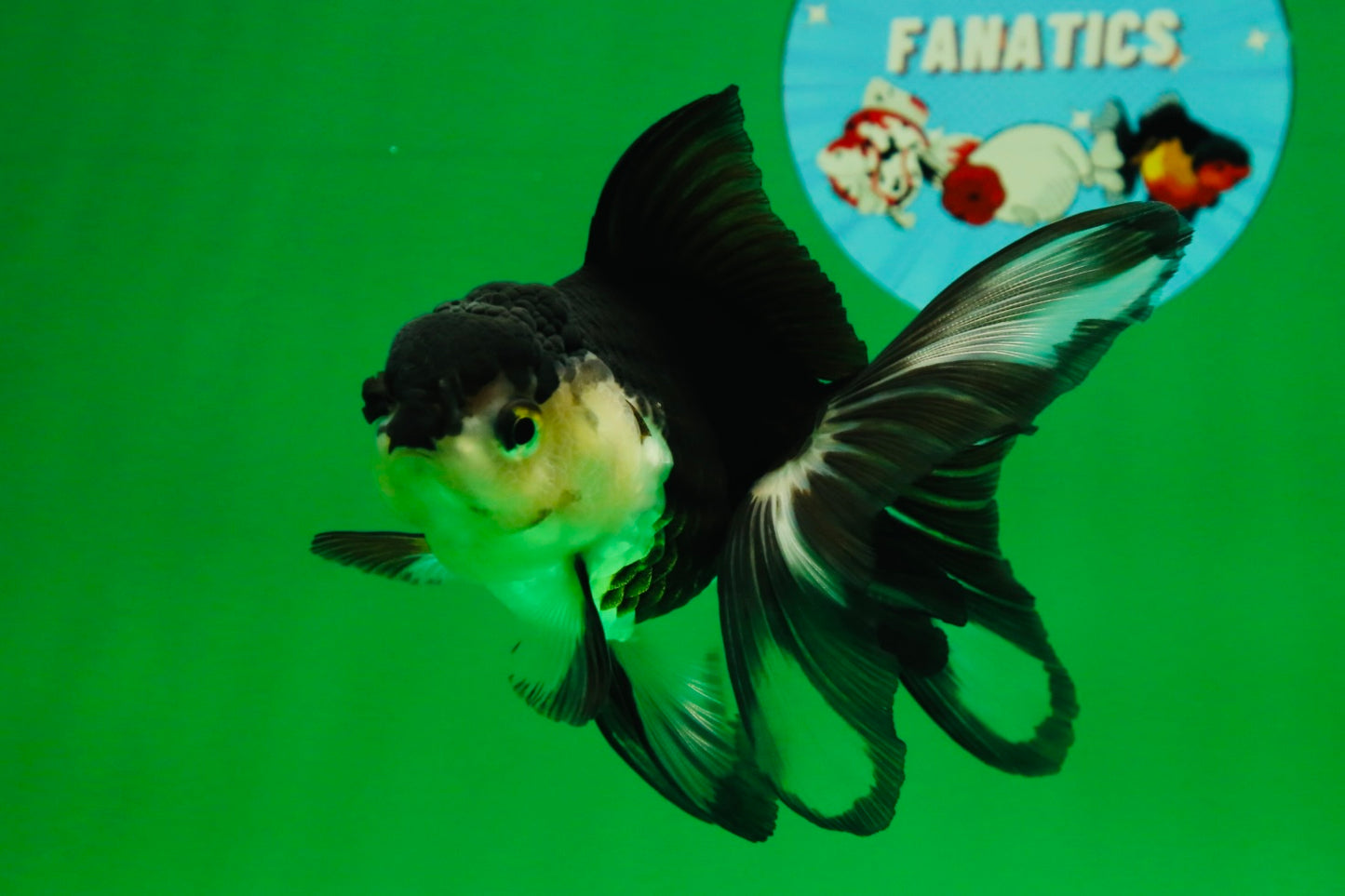 [SINGLE] Panda Oranda Female 4.5 inches #082225SO_10