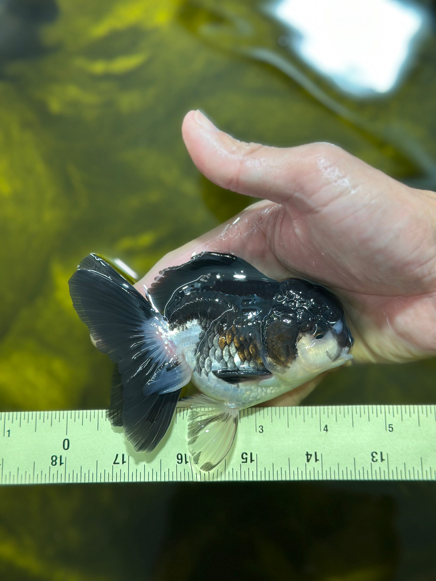 [SINGLE] Panda Oranda Male 4-4.5 inches #112924SO_07