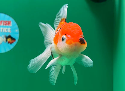 [SINGLE] Tricolor Oranda Male 4-4.5 inches #062725SO_08