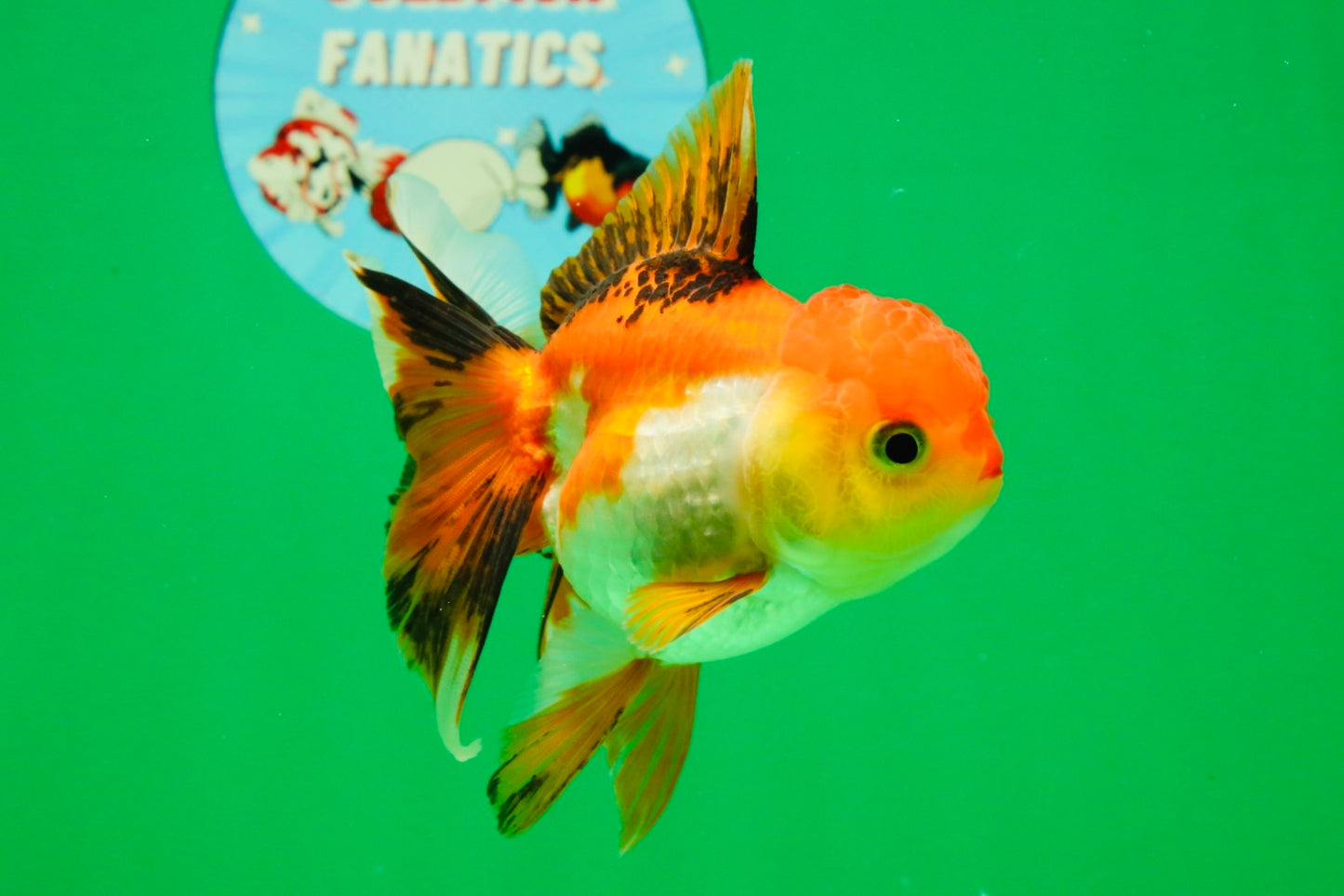 [SINGLE] Tricolor Female 4.5 inches #101725SO_01