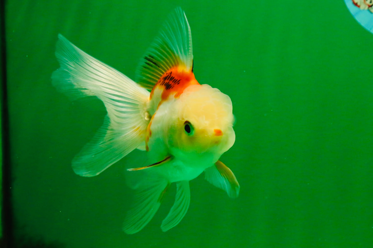 [SINGLE] Orange White Oranda Female 4-4.5 inches #111425SO_06