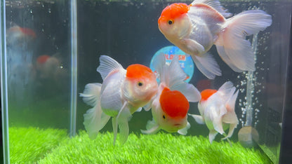 [QUAD] - Red Cap (2) Male & (2) Female 4-inches Oranda #110824SO_13