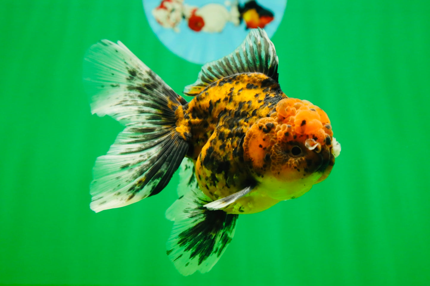 [SINGLE] Tiger Oranda Male 4.5-5 inches #080825SO_08