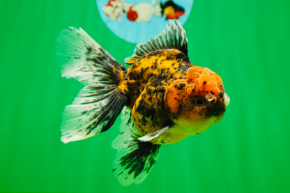 [SINGLE] Tiger Oranda Male 4.5-5 inches #080825SO_08